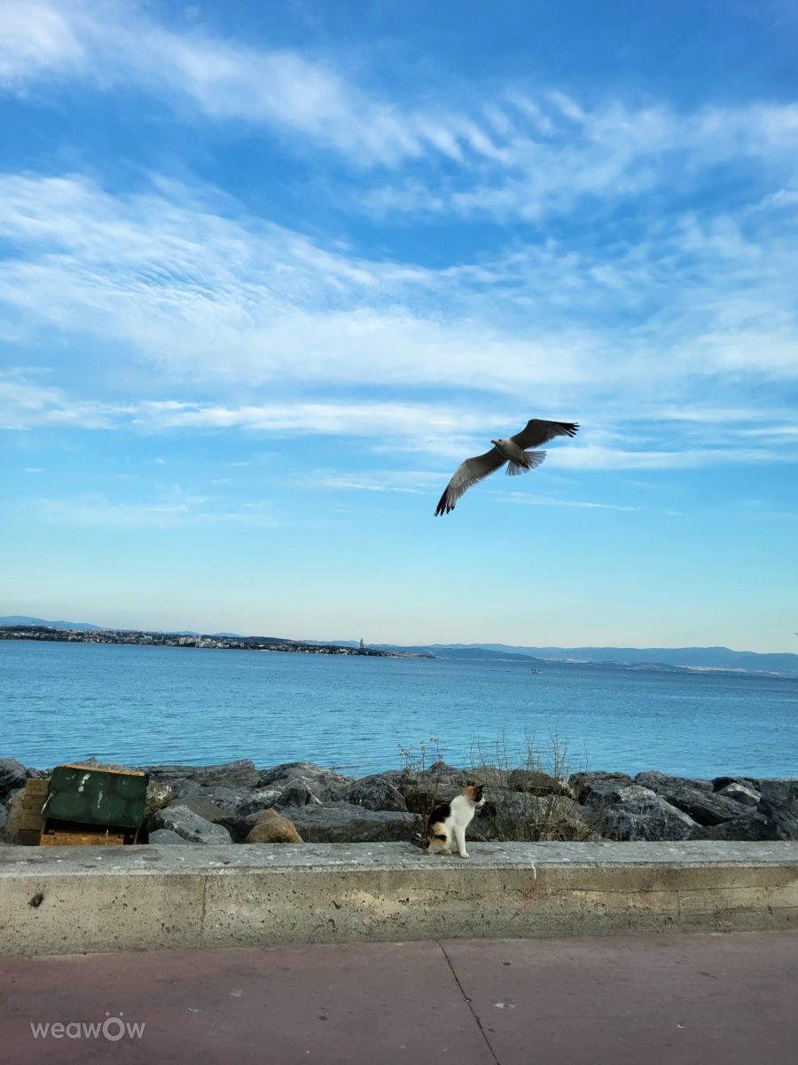 トルコの天気写真. Bülent Çelikizの美しい写真による天気予報