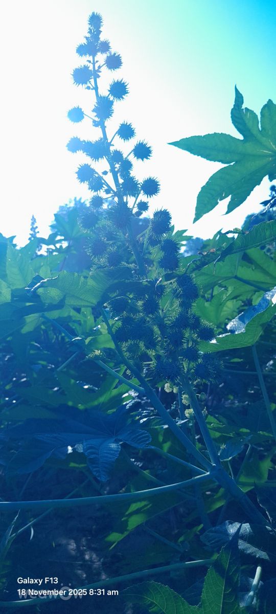 Фотографии Погоды в Раджастхан. Прогнозы погоды с чудесными фотографиями, сделанными Rupa Ram Bawari