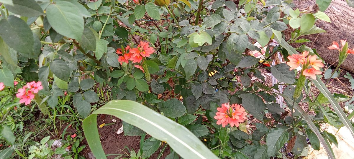 Weather Photos in Andhra Pradesh. Weather forecasts with beautiful photos by Imadabattini Bosu Babu