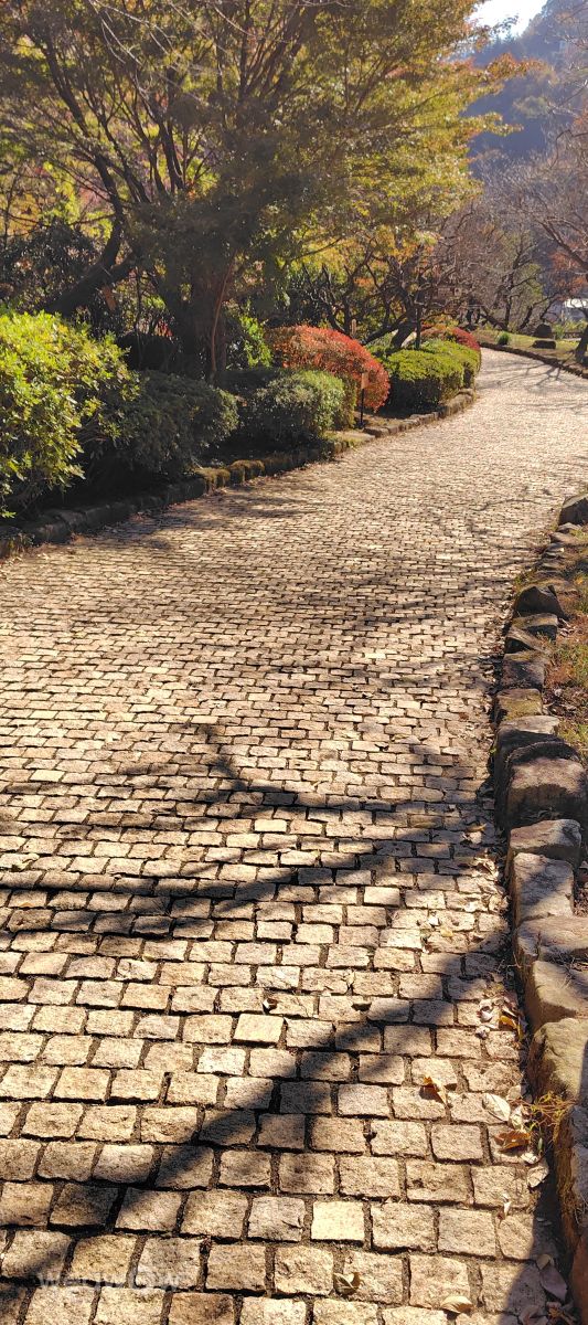 Photographer umemui, Weather Photos in Atami - Weawow