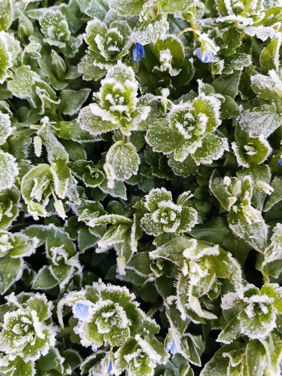 Photographe Albert_Smelovtsev, Photos météo à Roza Khutor - Weawow