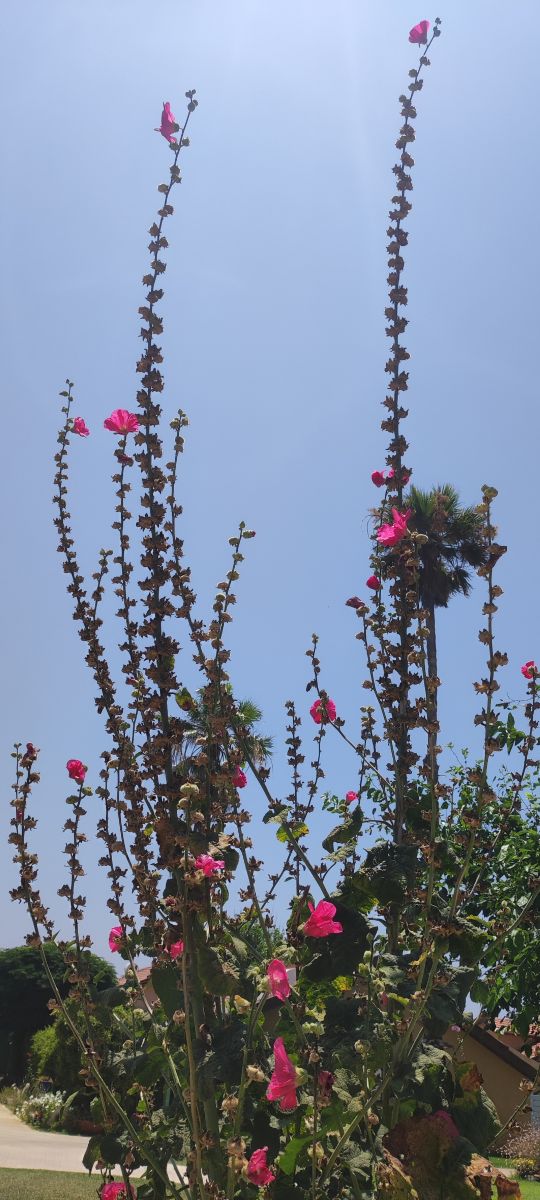 Weather Photos in Israel. Weather forecasts with beautiful photos by Soft_Focus