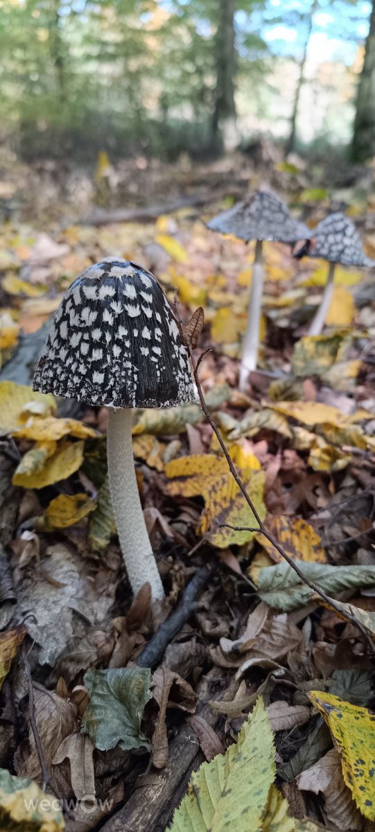Wetter Photos Komitat Szabolcs-Szatmár-Bereg. Wettervorhersagen mit schönen Fotos von Kacsó Marcsy