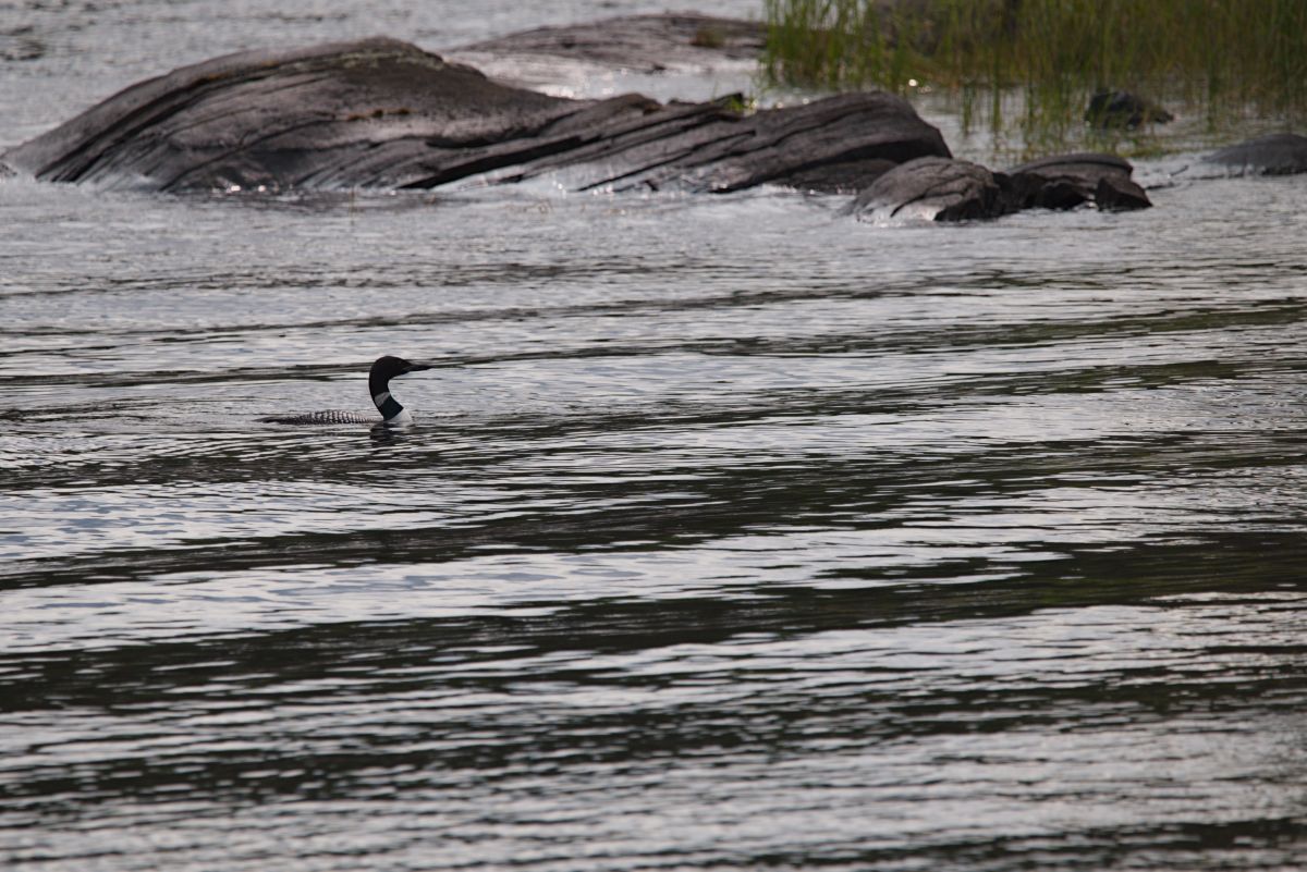 Weather Photos in Rainy Lake. Weather forecasts with beautiful photos by krantzjh