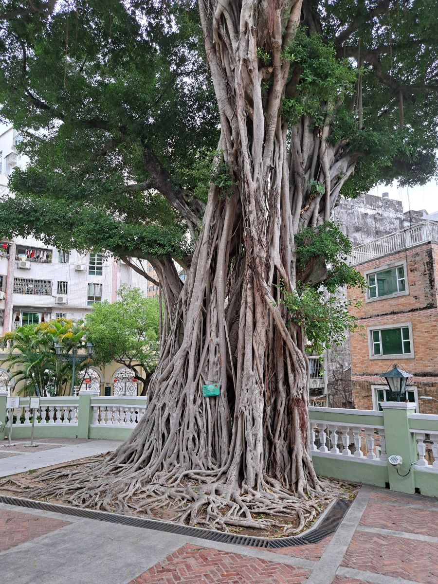 Weather Photos in Macao. Weather forecasts with beautiful photos by NikolausMinas