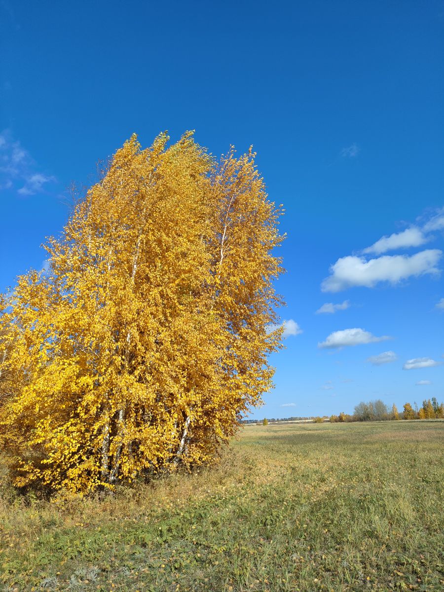 Weather Photos in Novosibirskaya Oblast'. Weather forecasts with beautiful photos by CherryOlya