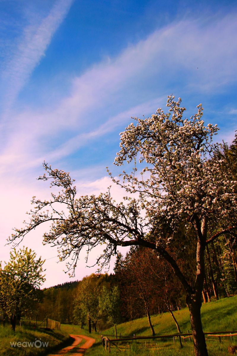 Weather Photos in Ortenau. Weather forecasts with beautiful photos by Der-Bueffel