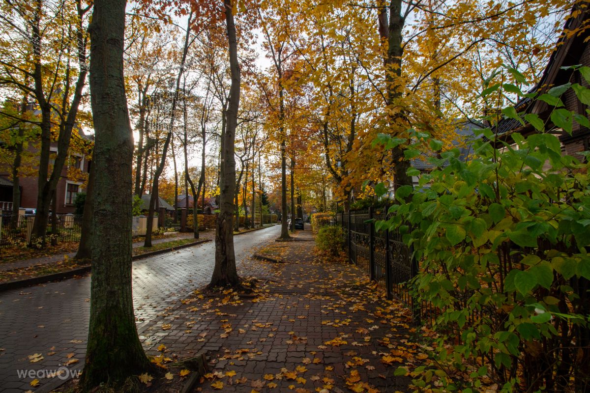 Fotos sobre el clima en Svetlogorsk. Pronósticos del tiempo con hermosas fotos de vintilator