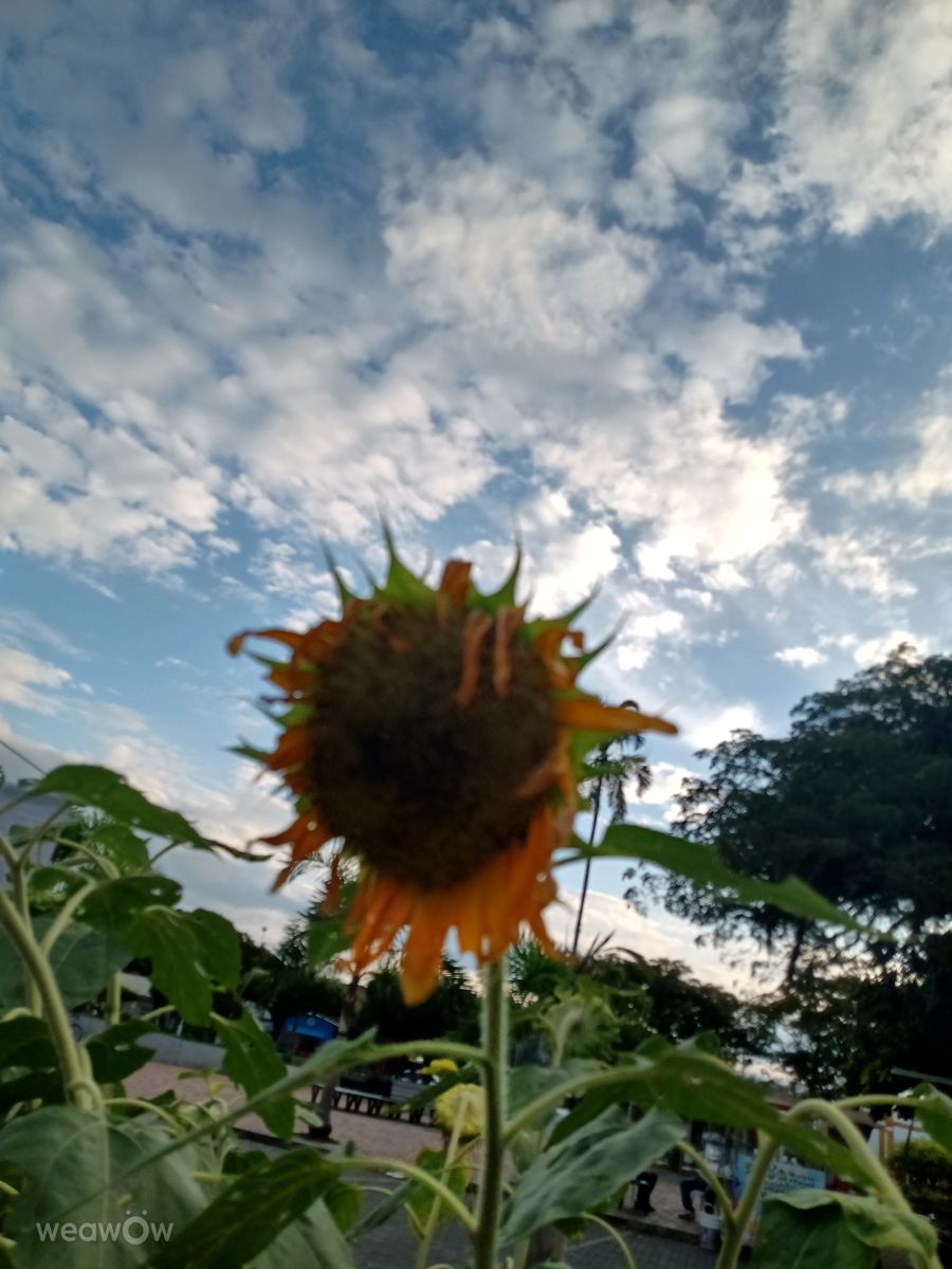 Departamento del Valle del Cauca的天气照片. 天气预报，带Andres Osorio精美的照片