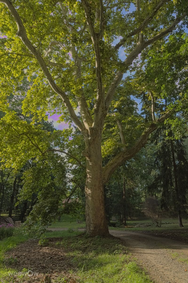 Фотографии Погоды в Mureș. Прогнозы погоды с чудесными фотографиями, сделанными roli