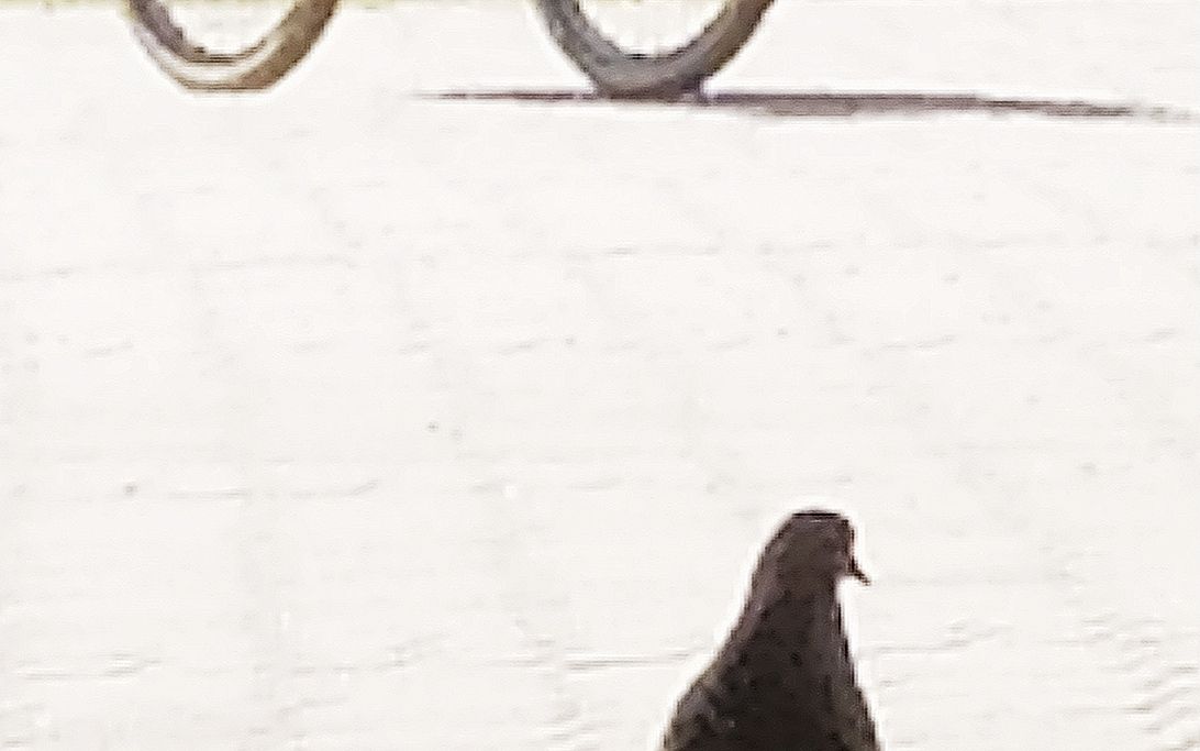 Photographer Olgert, Weather Photos in Rīga - Weawow