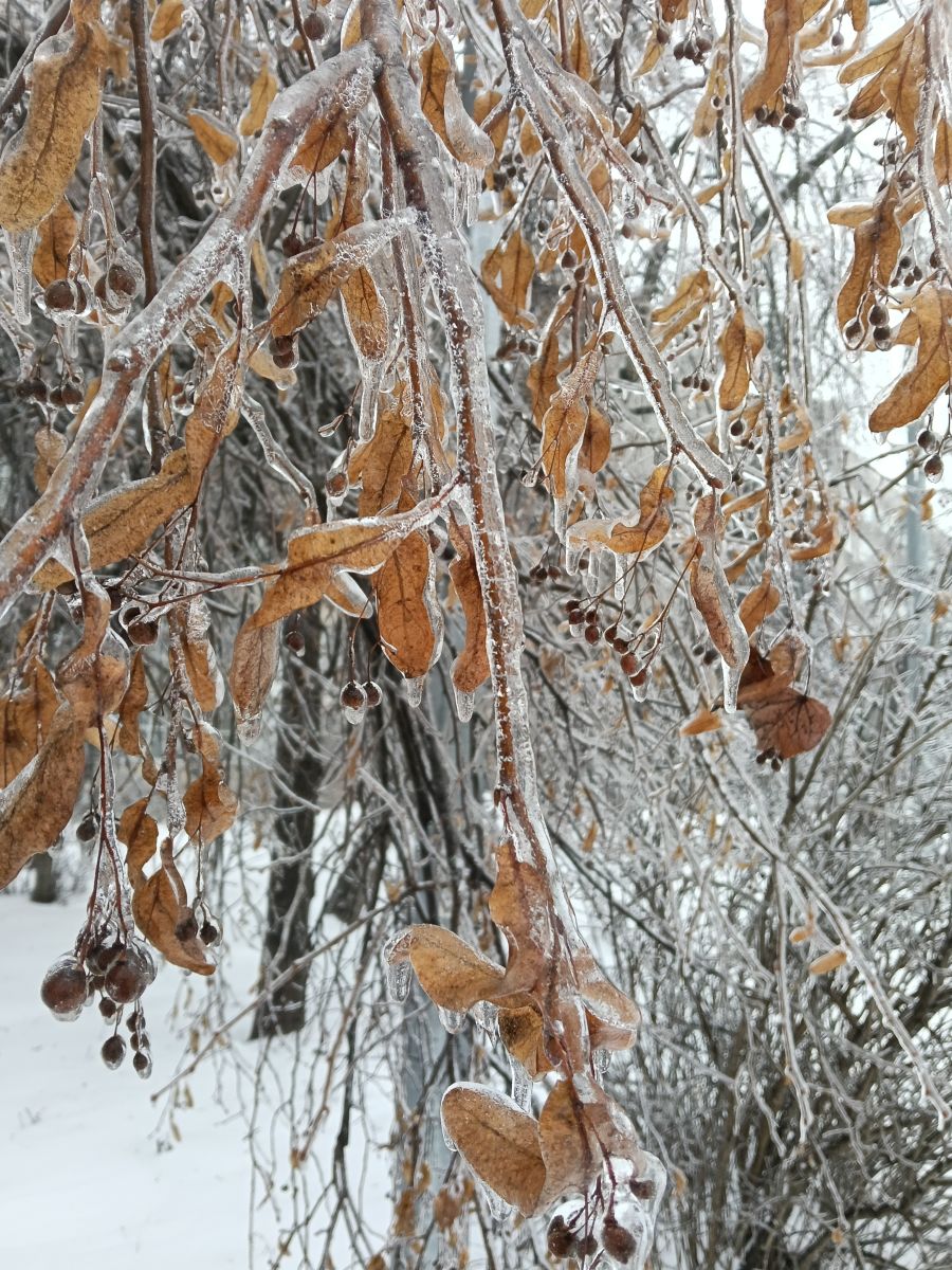 Фотографии Погоды в Киев. Прогнозы погоды с чудесными фотографиями, сделанными olena