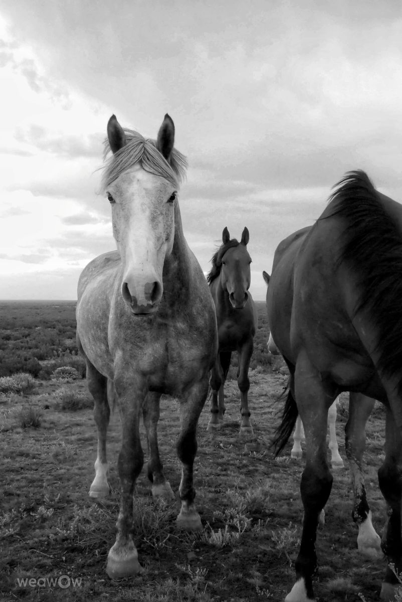 阿根廷的天气照片. 天气预报，带Horacio精美的照片