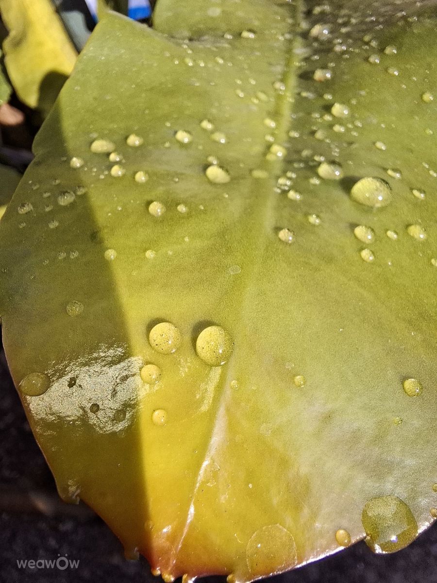 Weather Photos in Kaohsiung City. Weather forecasts with beautiful photos by Wen-ya Huang