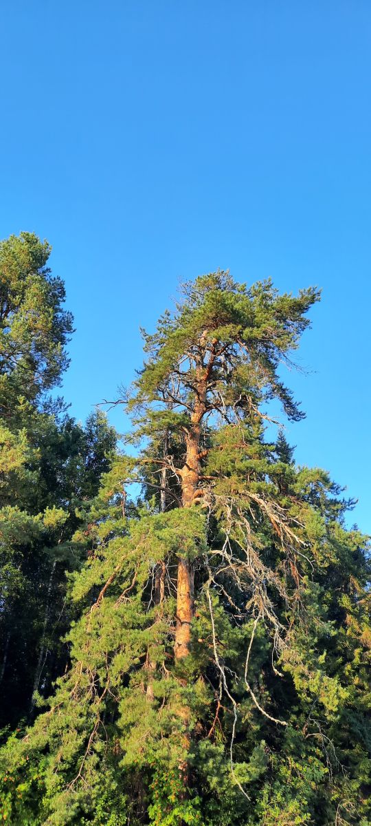 Fotos do tempo em Kirov. Previsões do tempo com lindas fotos de Alexeyt