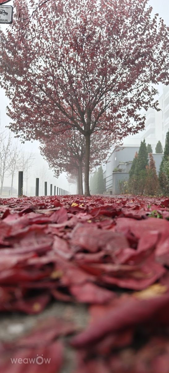 Pronósticos del tiempo con hermosas fotos de MakiCami