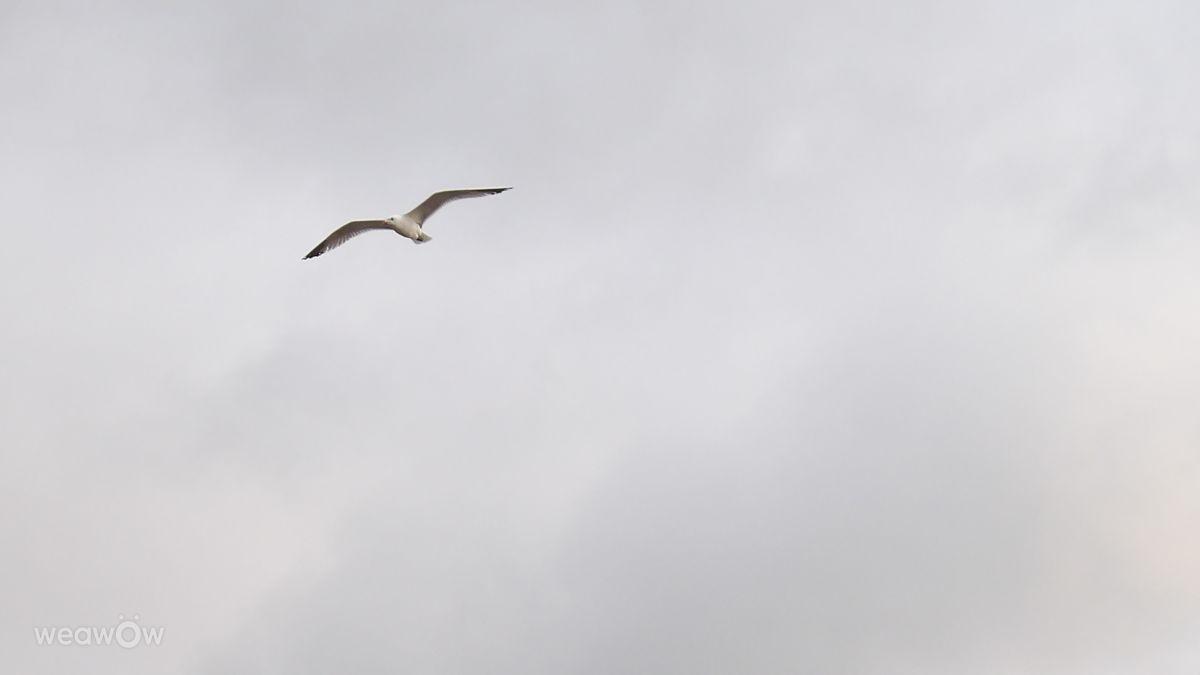 Weather Photos in Valencia. Weather forecasts with beautiful photos by MSLidon