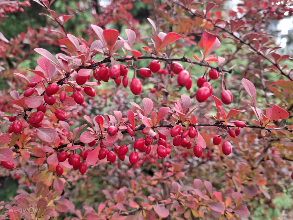 Photographer Iryna, Weather Photos in Kharkiv - Weawow