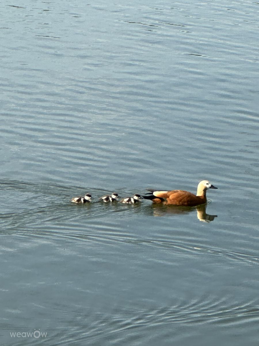 Photographer Ritha, Weather Photos in Izmaylovo - Weawow