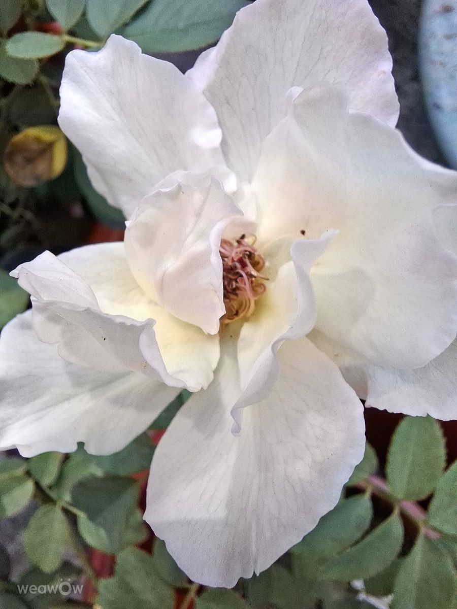 Photographer Wen-ya Huang, Weather Photos in Kaohsiung City - Weawow