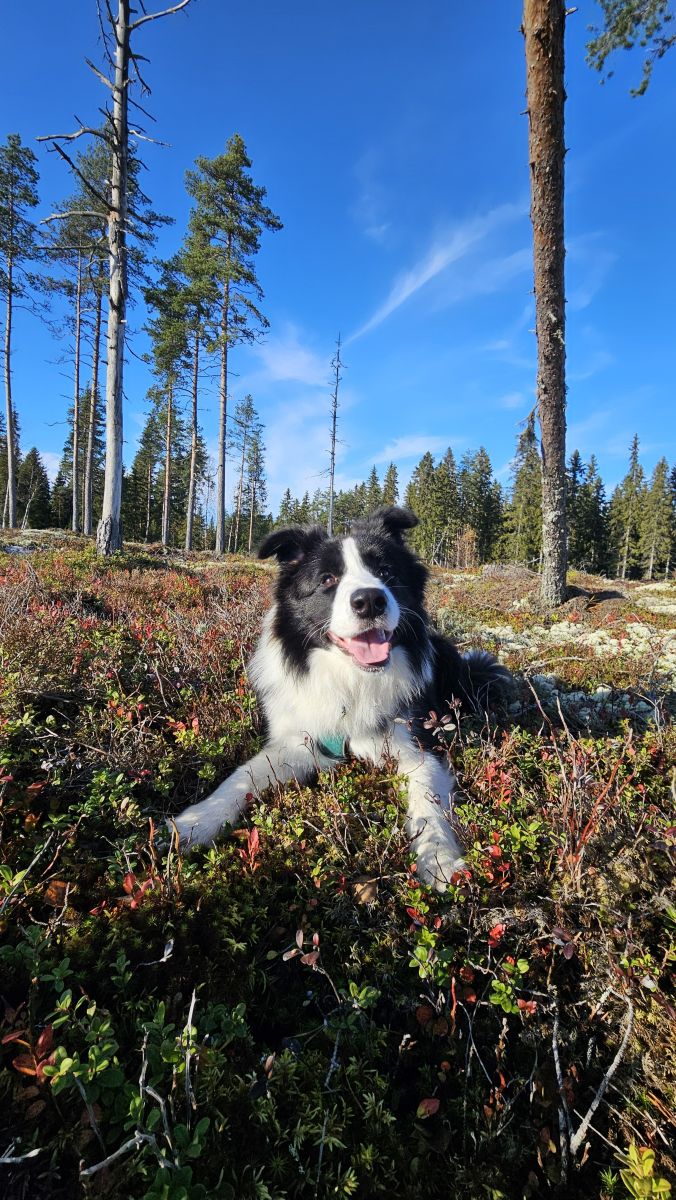 Photos météo à Ostrobotnie du Nord. Prévisions météo avec de superbes photos de Piia