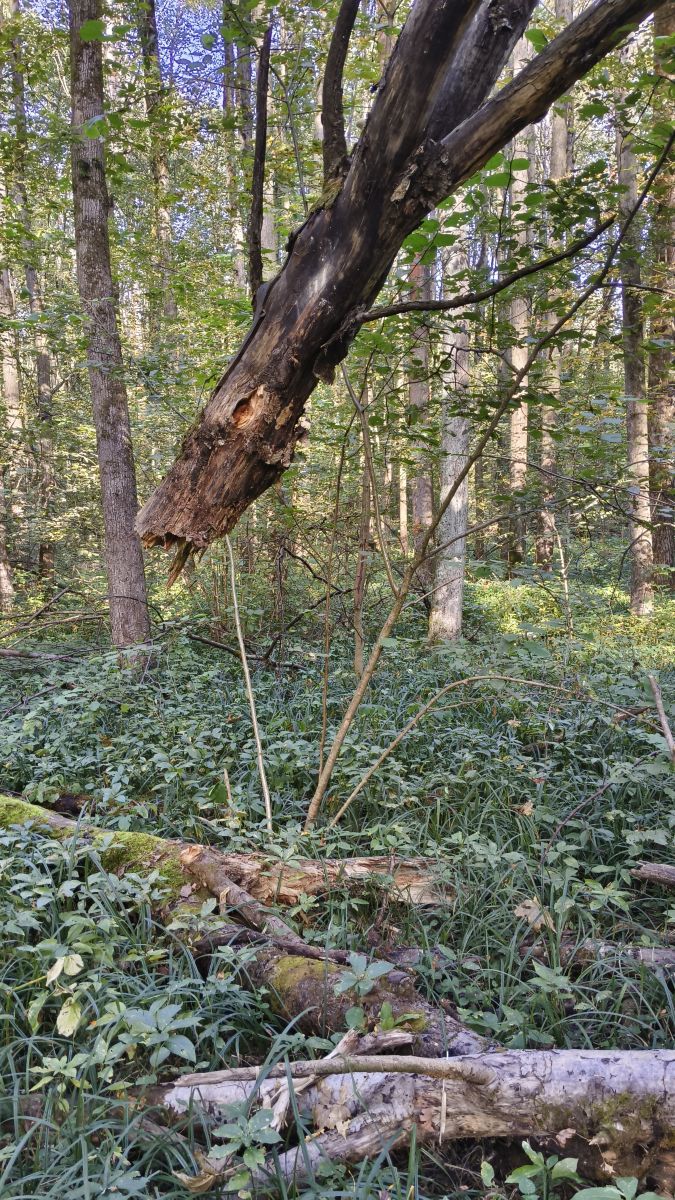 Wetter Photos Tul'skaya Oblast'. Wettervorhersagen mit schönen Fotos von Aleksei