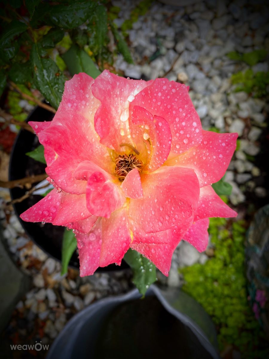 Fotógrafo Lulu5523, Fotos sobre el clima en le Plateau - Weawow