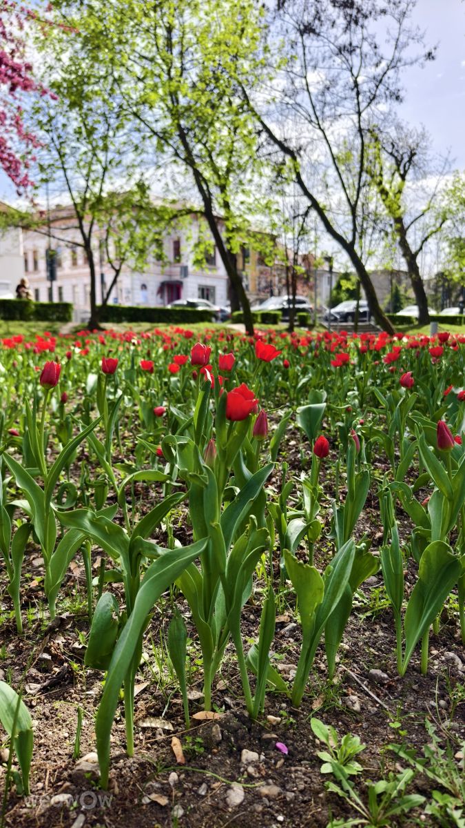 Weather Photos in Cluj-Napoca. Weather forecasts with beautiful photos by MakiCami