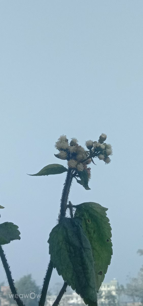 Weather Photos in Bihar. Weather forecasts with beautiful photos by ABHAY