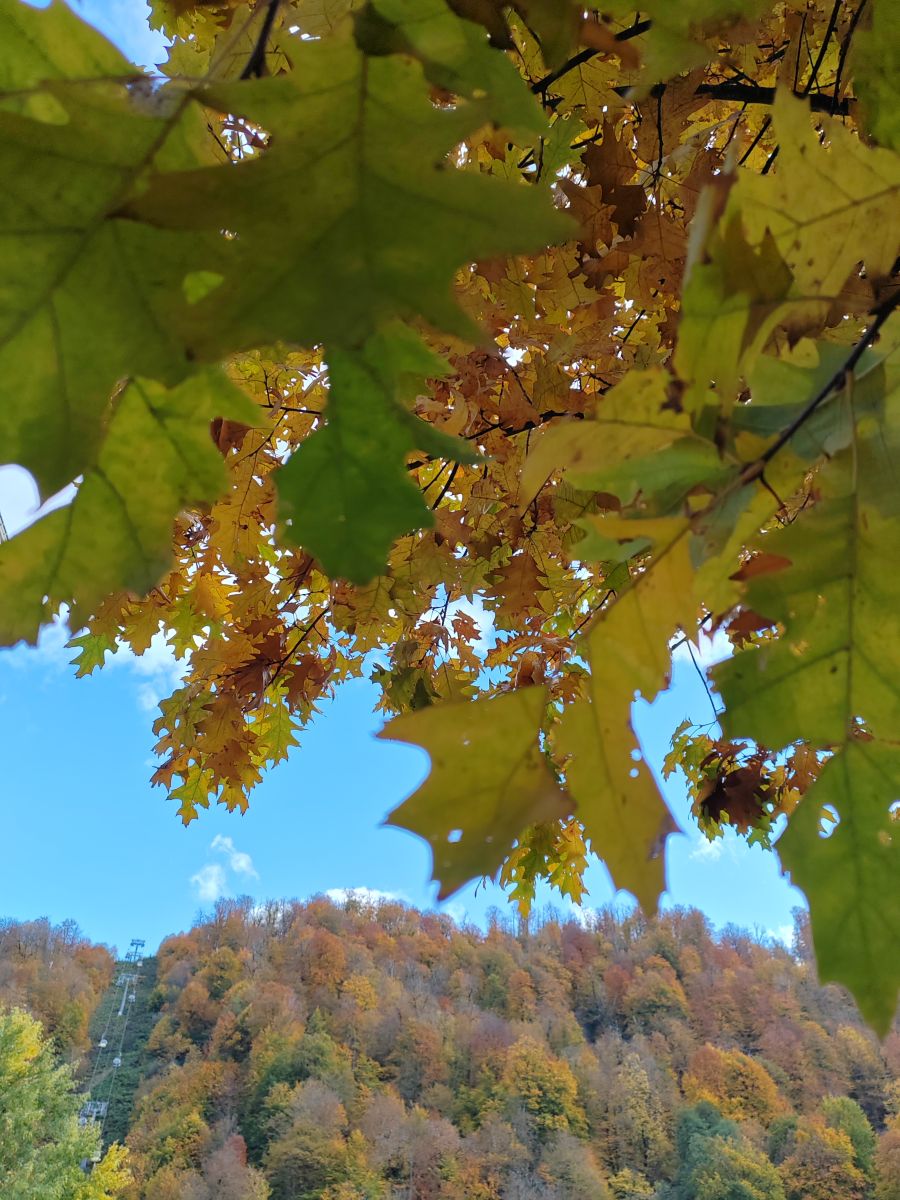 Photographe Albert_Smelovtsev, Photos météo à Roza Khutor - Weawow