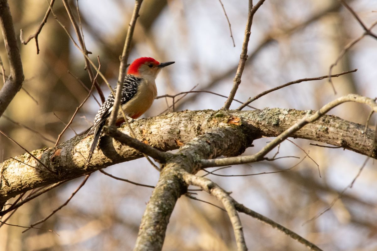 Фотограф krantzjh, Фотографии Погоды в Hanover - Weawow