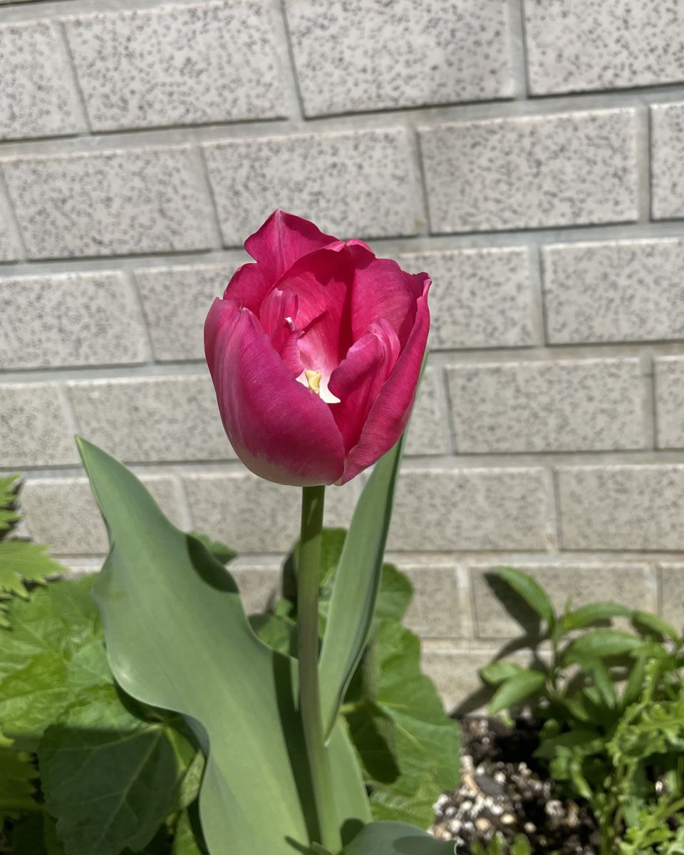 Fotografos あさのジジ, Fotos do tempo em Okayama - Weawow