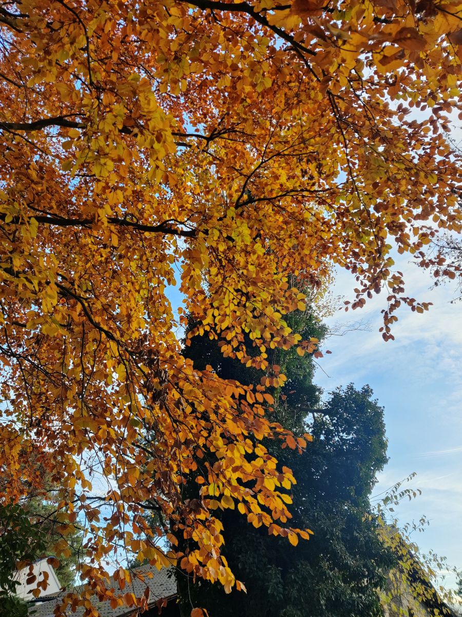 Fotógrafo Zorrra, Fotos sobre el clima en Kladow - Weawow