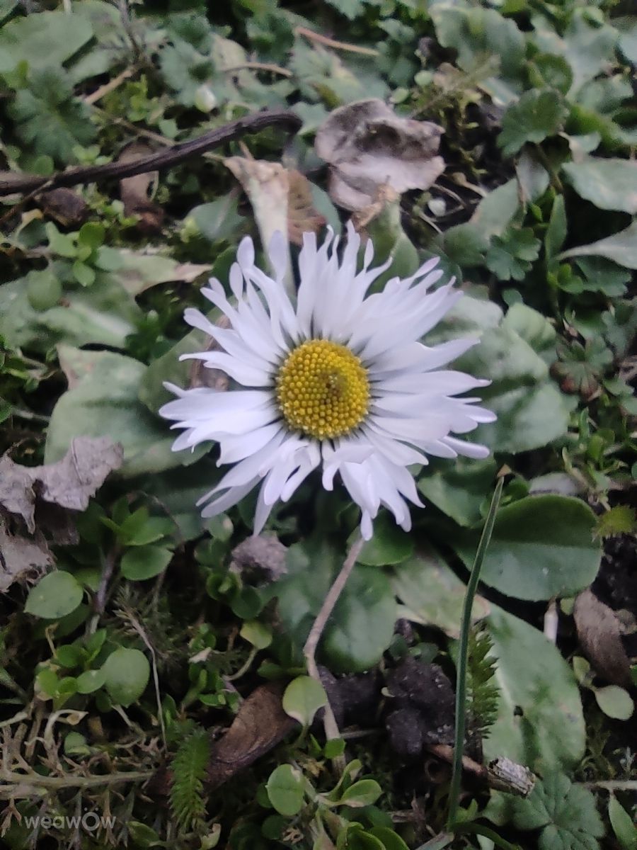 Radom'daki çimen. Jakly tarafından çekilen güzel fotoğraflarla hava tahmini Fotoğrafları