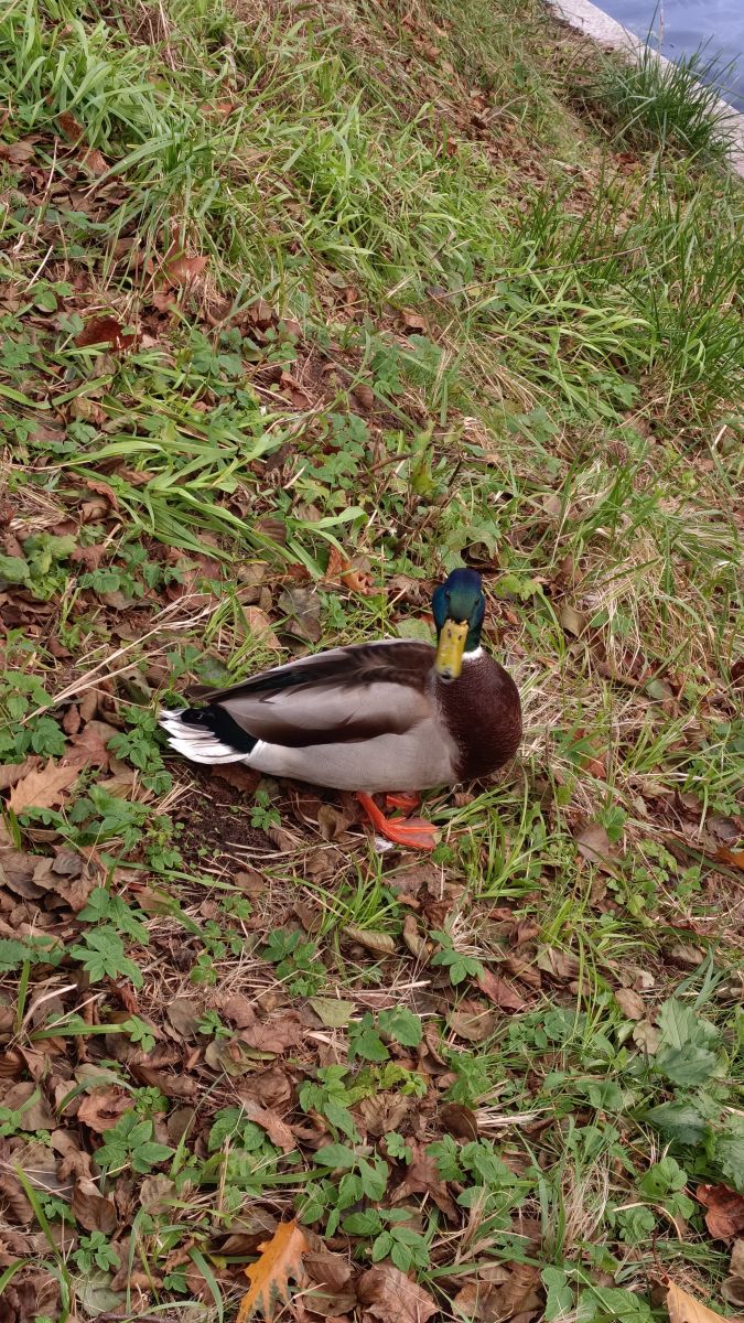 Fotos sobre el clima en Svetlogorsk. Pronósticos del tiempo con hermosas fotos de Михаил Бондаренко