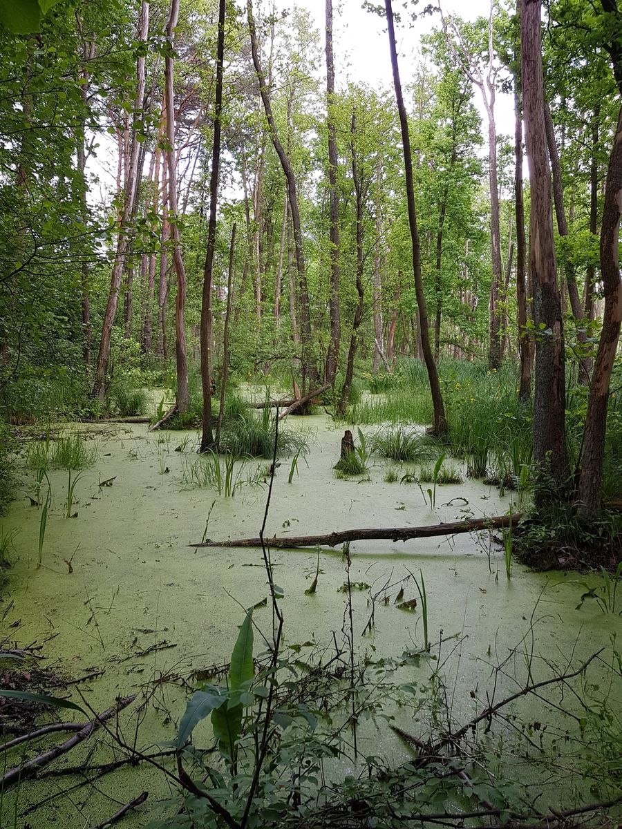 Weather Photos in Kampinos. Weather forecasts with beautiful photos by Mirek