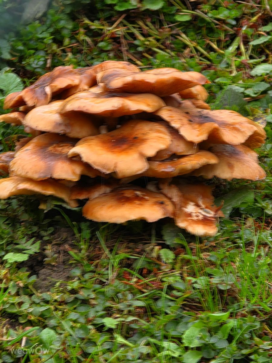 摄影师 Seni，Velbert的天气照片 - Weawow