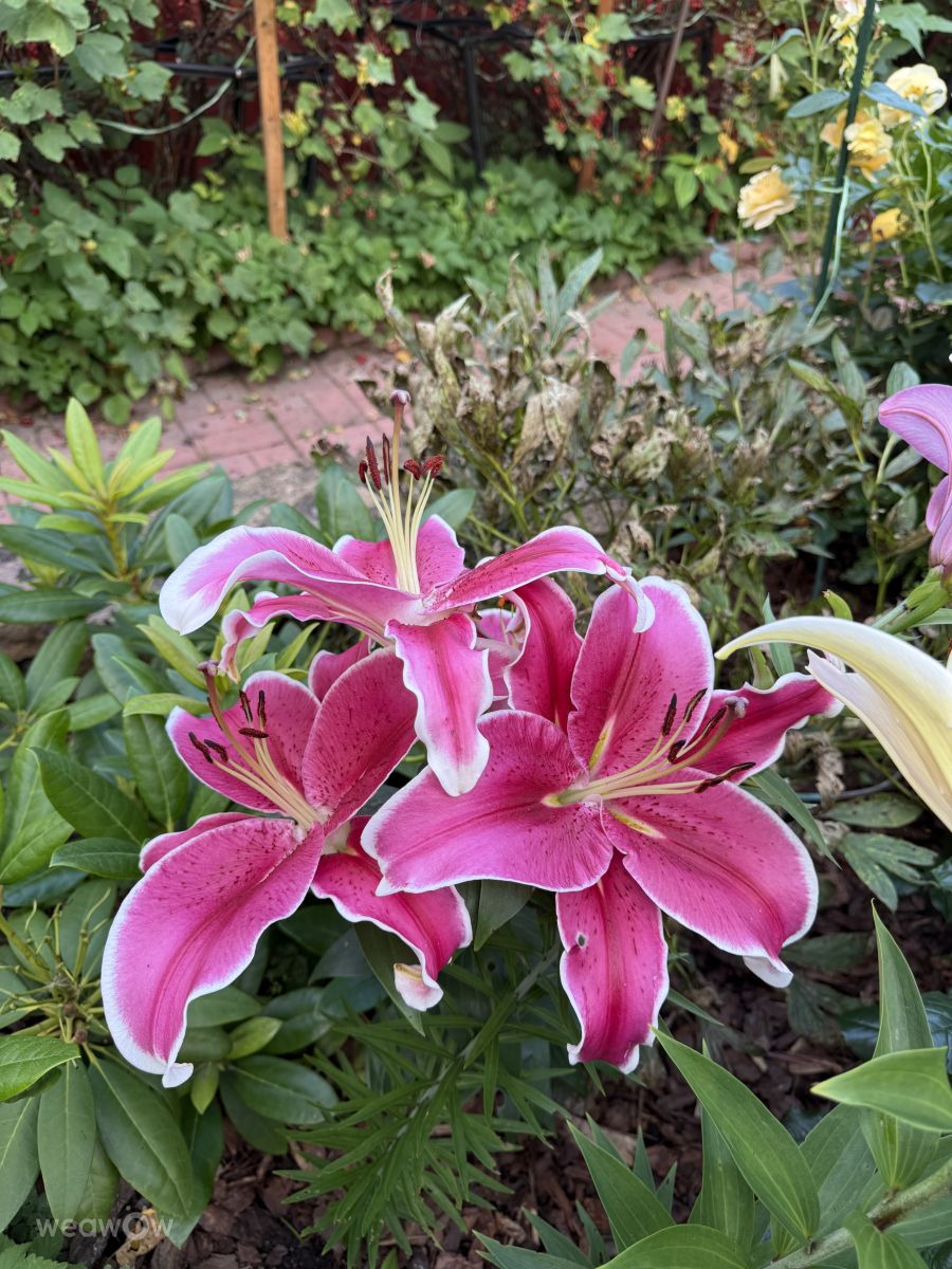 ペテルゴフの天気写真. mas777777の美しい写真による天気予報