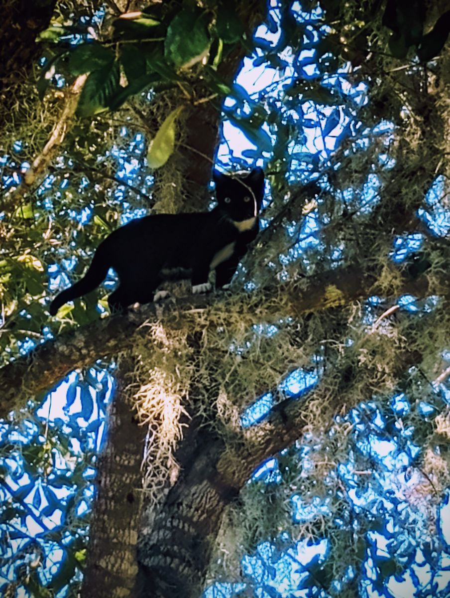 佛罗里达州的天气照片. 天气预报，带Christinam01精美的照片