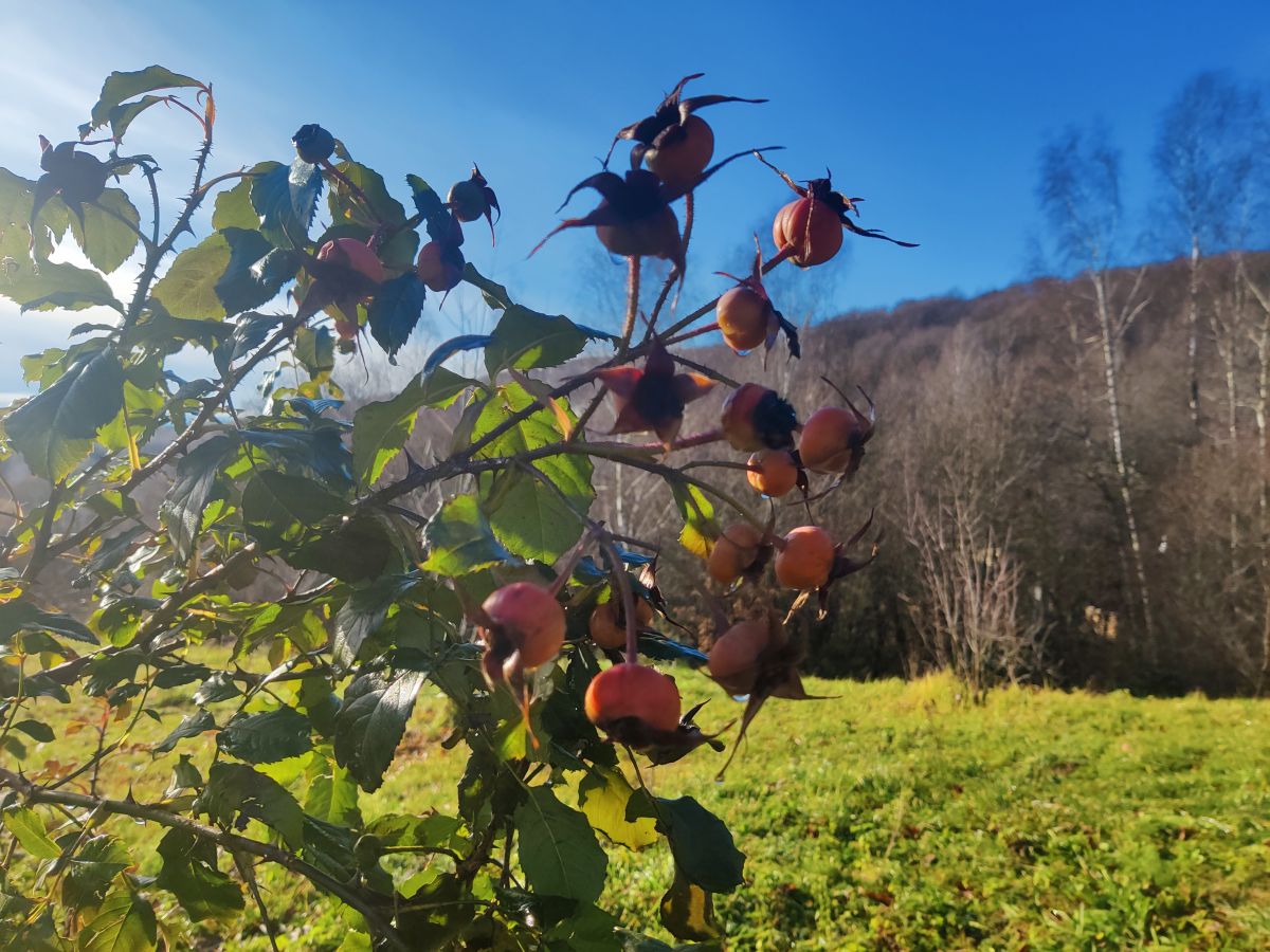 Hình ảnh Thời tiết ở Transcarpathia. Dự báo thời tiết với những bức ảnh đẹp của Hillfather