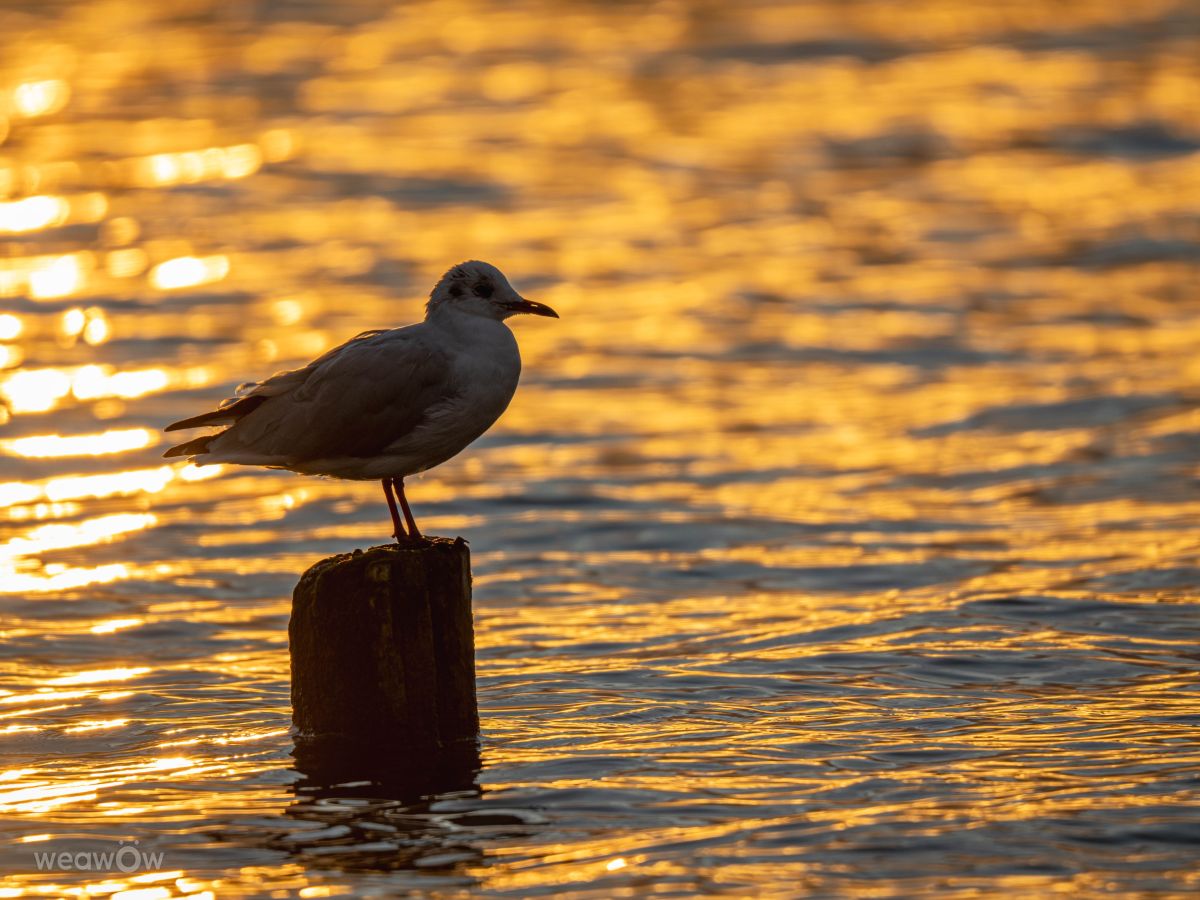 Fotos do tempo em Giżycko. Previsões do tempo com lindas fotos de Grzegorz Jakacki
