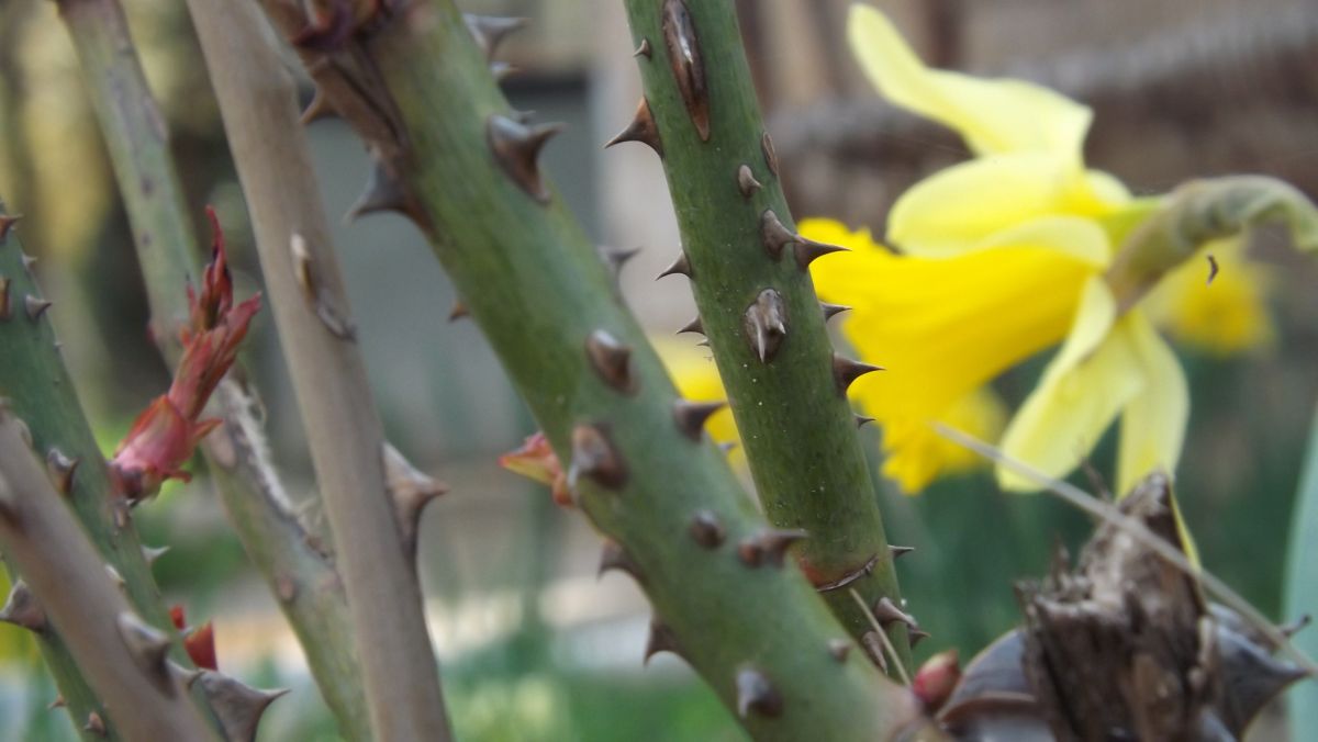 Фотографии Погоды в Bankya. Прогнозы погоды с чудесными фотографиями, сделанными Павел_Петракиев