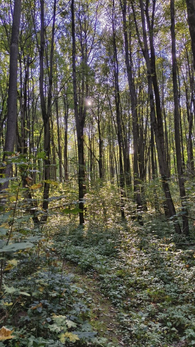 Wetter Photos Tul'skaya Oblast'. Wettervorhersagen mit schönen Fotos von Aleksei