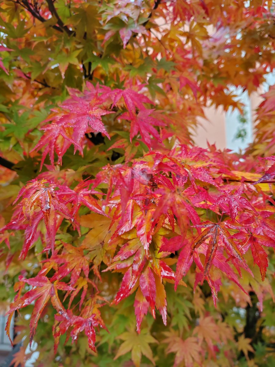 Photographer Albert_Smelovtsev, Weather Photos in Roza Khutor - Weawow