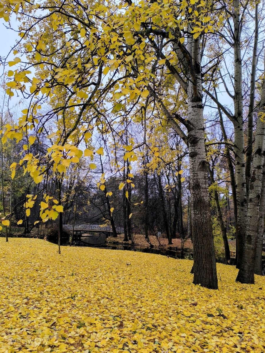 Photographer Jea, Weather Photos in Ostrov Yelagin - Weawow