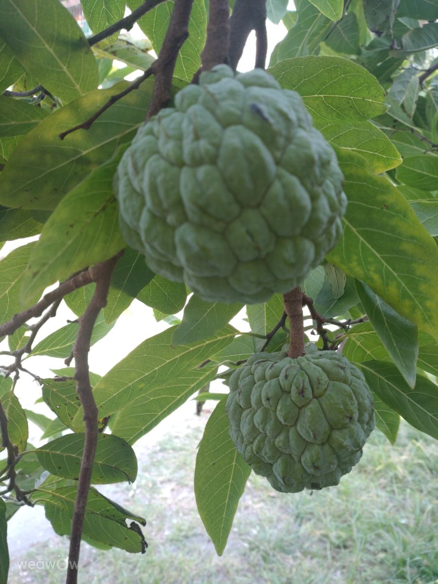 Photographer Wen-ya Huang, Weather Photos in Kaohsiung City - Weawow