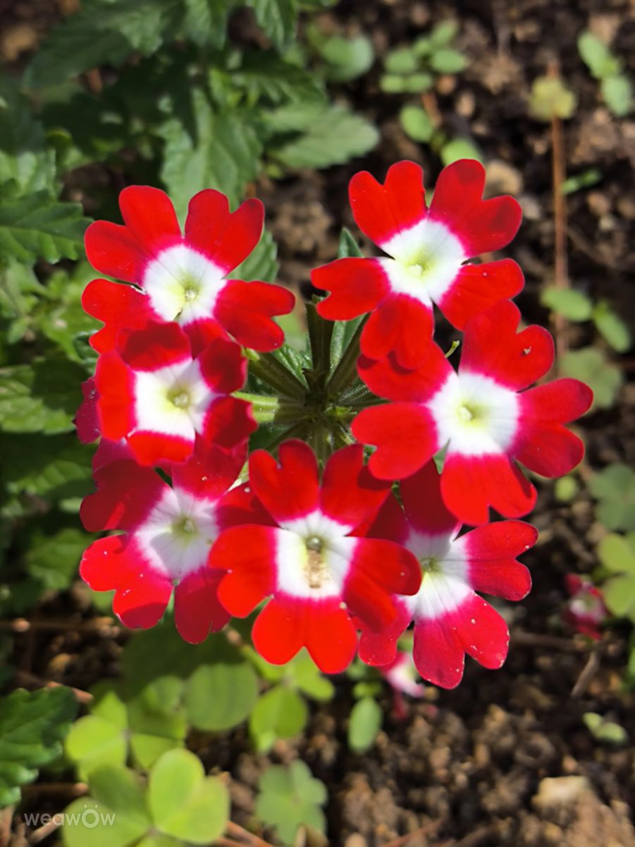 Fotografos Takimi-sky, Fotos do tempo em Urasoe - Weawow