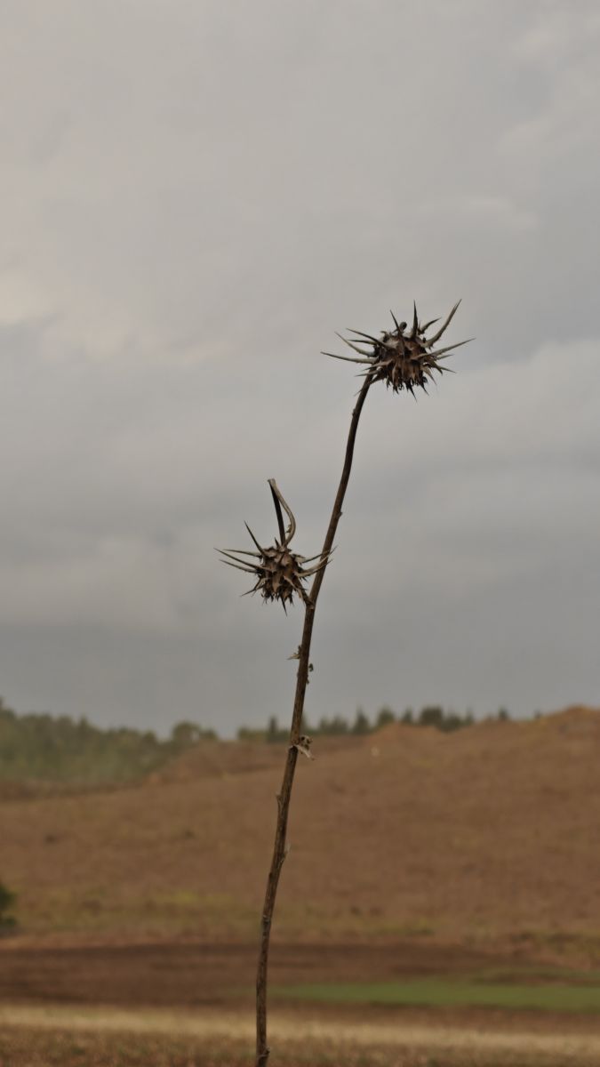 Fotos sobre el clima en Israel. Pronósticos del tiempo con hermosas fotos de Roman Shamparov