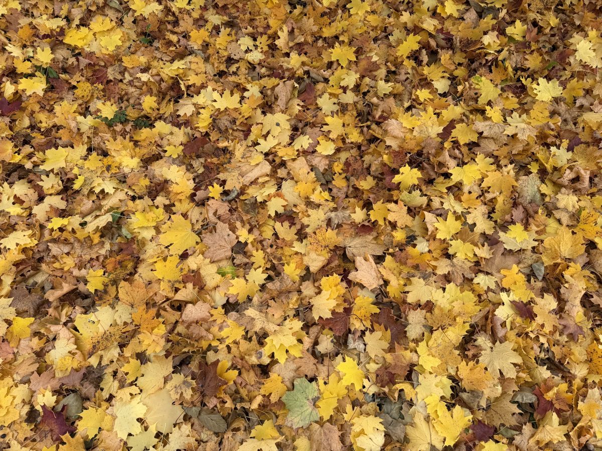Photographe SwissEloi, Photos météo à Renan - Weawow
