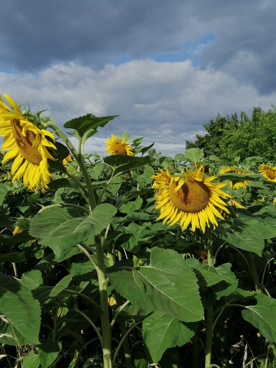 Weather Photos in Austria. Weather forecasts with beautiful photos by Augustin